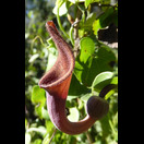 Eine der exotischen Pflanzen (Südspanische Osterluzei (Aristolochia baetica))
